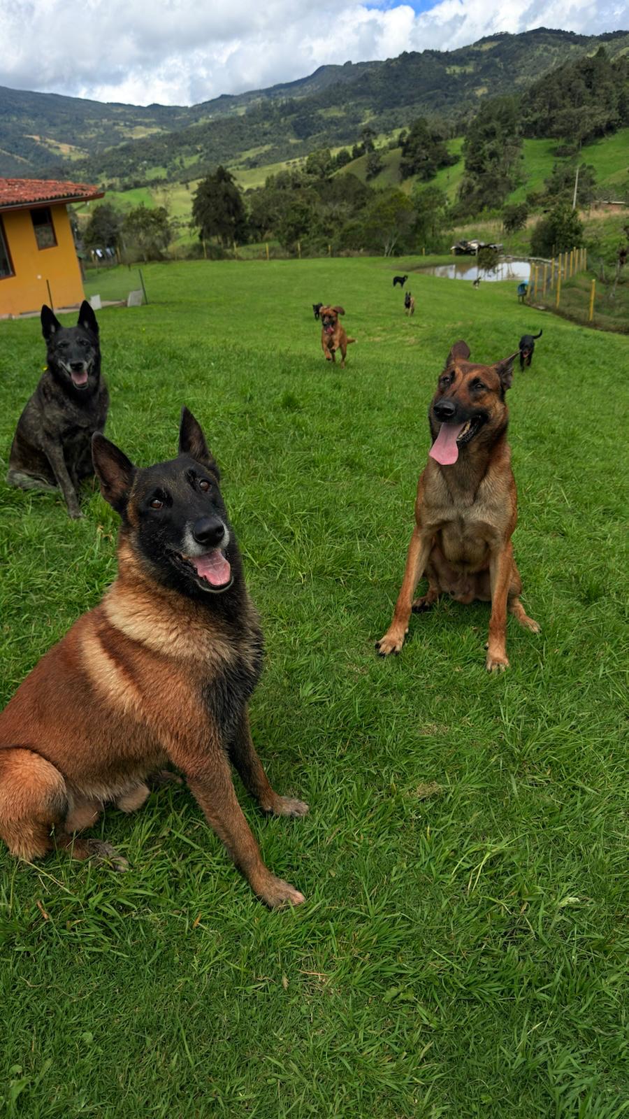 Momento en Más Que Perros